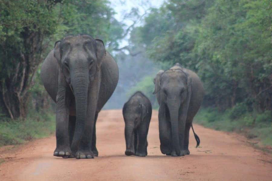 Ella: Drop to Tangalle/Hiriketiya/Mirissa/Galle & Yala Tour - Why this Ella transfer works so well