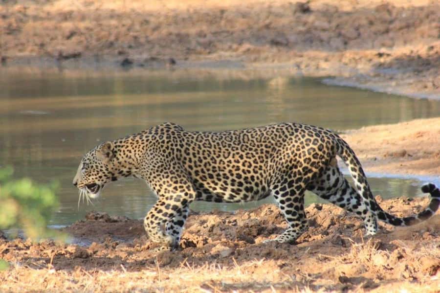 Ella: Drop to Tangalle/Hiriketiya/Mirissa/Galle & Yala Tour - Three hours inside Yala National Park