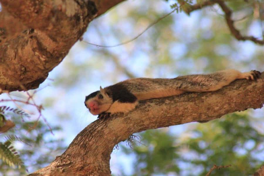 Ella: Drop to Tangalle/Hiriketiya/Mirissa/Galle & Yala Tour - What you may see, from elephants to leopards