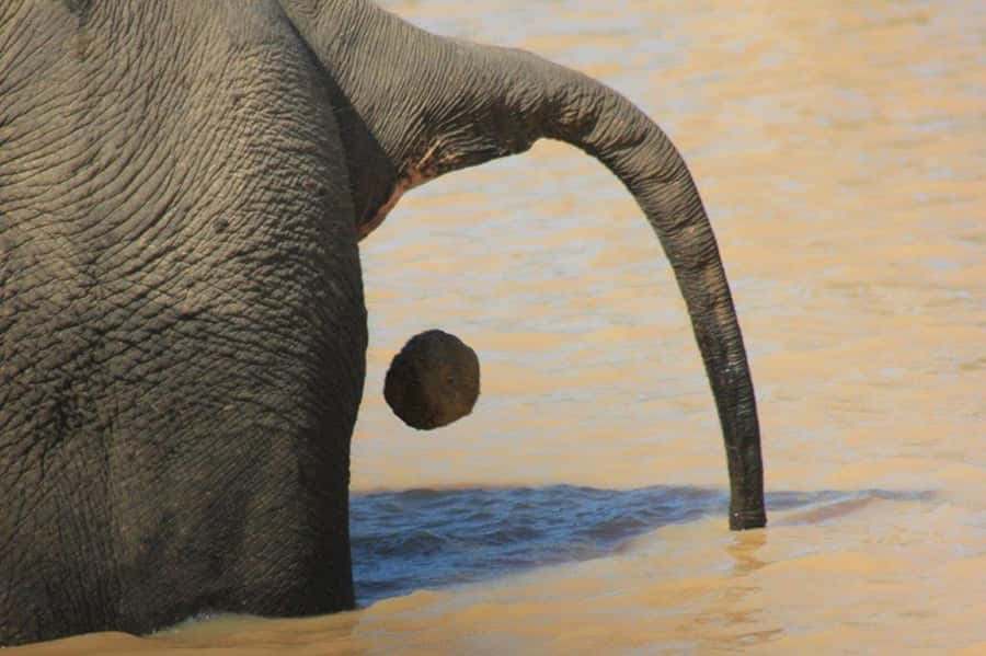Ella: Drop to Tangalle/Hiriketiya/Mirissa/Galle & Yala Tour - How responsible does the safari feel?