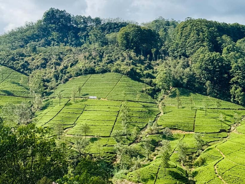 Ella Full-Day Tour from Mirissa/Ahangama/Hikkaduwa/Bentota - The 4:00 or 5:00 AM departure