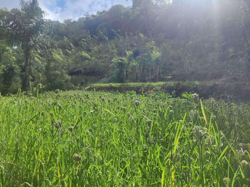 Ella: Guided Day Tour with Tea Estate Visit - Little Adam’s Peak: A Manageable Walk With Big Views