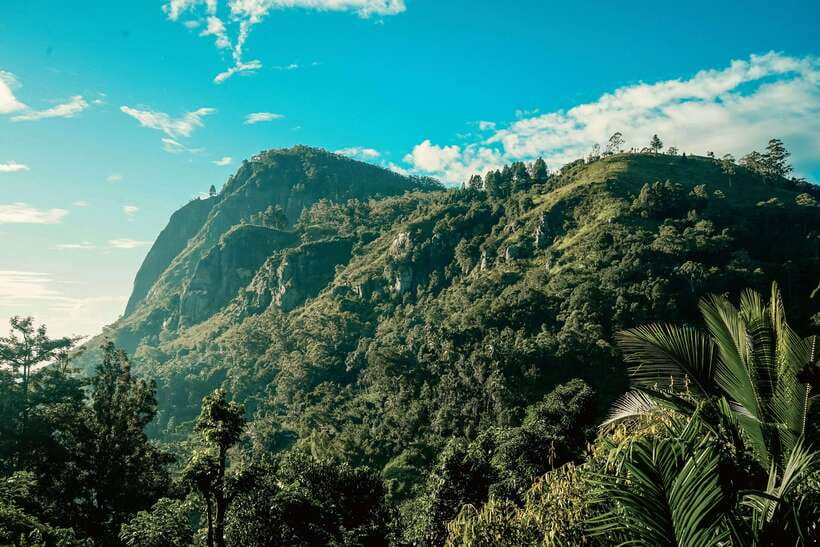 Ella: Guided Day Tour with Tea Estate Visit - Halpe Tea Factory: From Green Leaves to Ceylon Tea