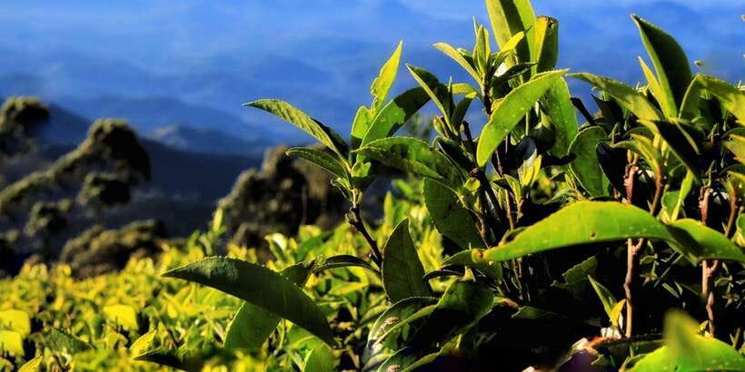 Ella: Lipton's Seat Tour with Dambetanna Tea Factory Visit - Quick reasons to choose this tour