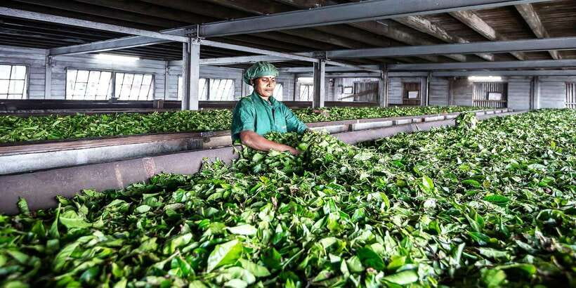Ella: Lipton's Seat Tour with Dambetanna Tea Factory Visit - Walking through Sri Lanka’s tea fields