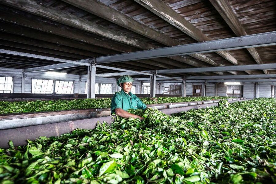 Ella: Lipton's Seat Tour with Dambetanna Tea Factory Visit - Should you book the Lipton’s Seat tour?