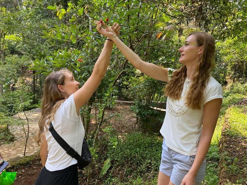 Ella: Nine Arch Spice Garden Tour with Traditional Lunch - A closer look at vanilla, cocoa, cinnamon, and curry leaves