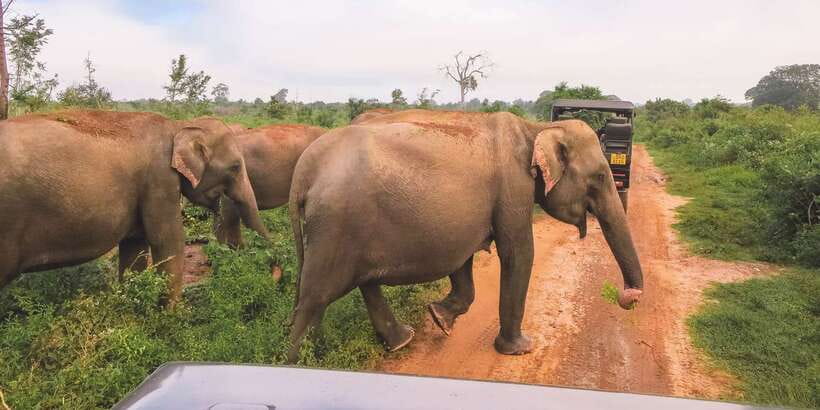 Ella: Shuttle to Tangalle/Mirissa/Galle & Udawalawa Safari - Key points to know before booking