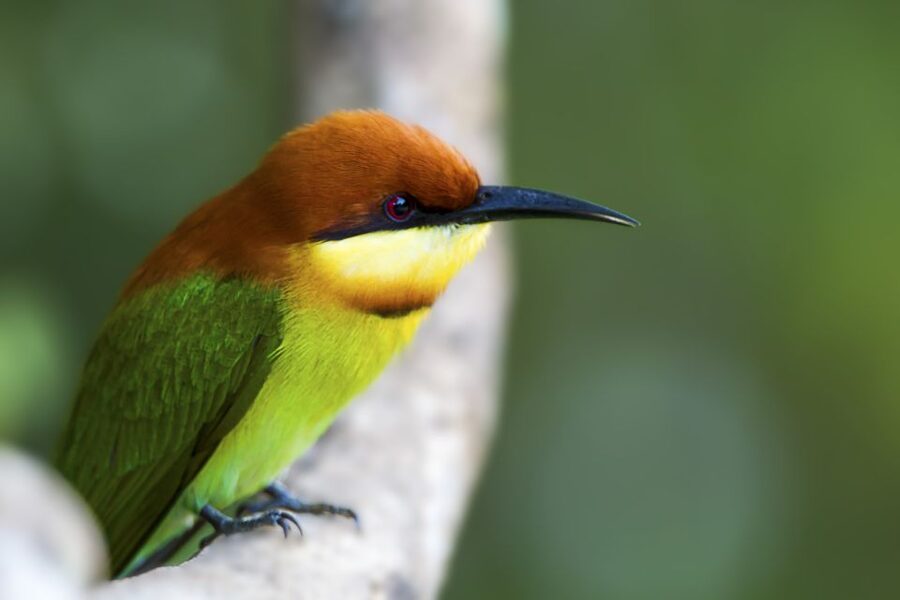 Ella: Shuttle to Tangalle/Mirissa/Galle & Udawalawa Safari - Three hours among elephants and birds