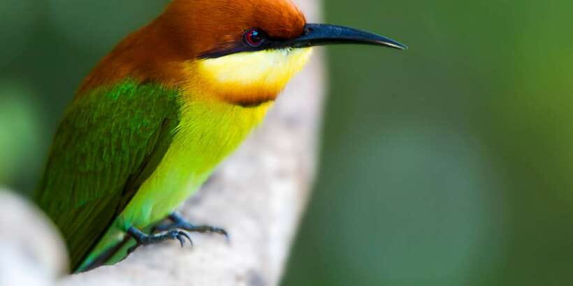 Ella: Shuttle to Tangalle/Mirissa/Galle & Udawalawa Safari - Who should book this Ella safari transfer?