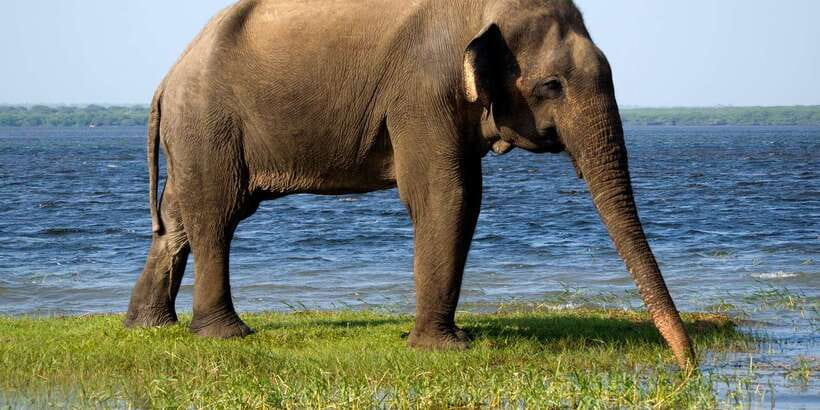 Ella: Shuttle to Tangalle/Mirissa/Galle w Udawalawe Safari - Why this Ella to south coast transfer works so well