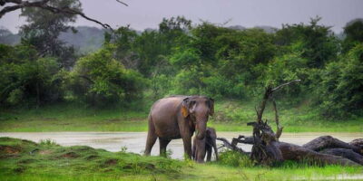 Shuttle to Tangalle/Mirissa/Galle w Udawalawe Safari