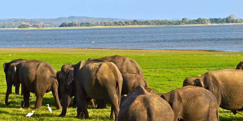 Ella: Shuttle to Tangalle/Mirissa/Galle w Udawalawe Safari - The wildlife etiquette that matters
