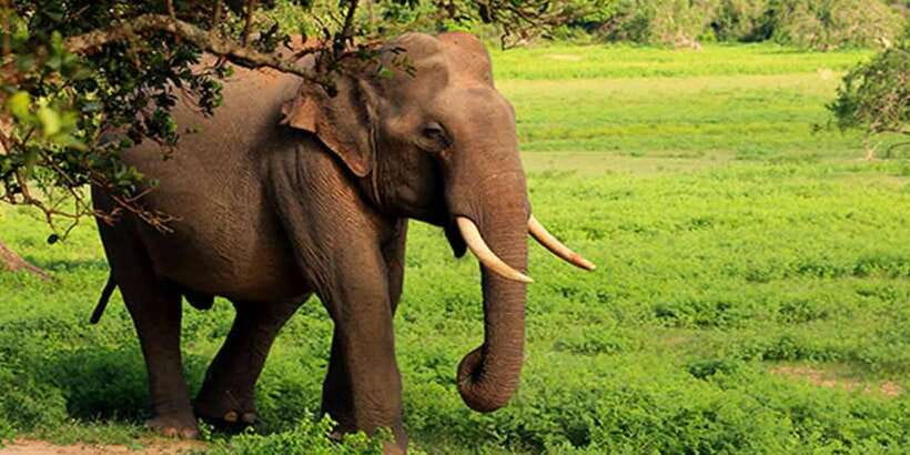 Ella: Shuttle to Tangalle/Mirissa/Galle w Udawalawe Safari - Who should book this experience?