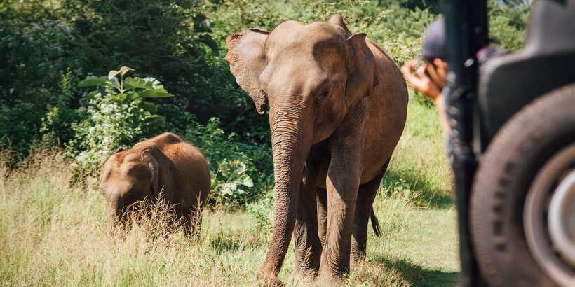 ELLA to TANGALLE/MIRISSA/GALLE Shuttle & YALA Safari - The guide can make or break the safari