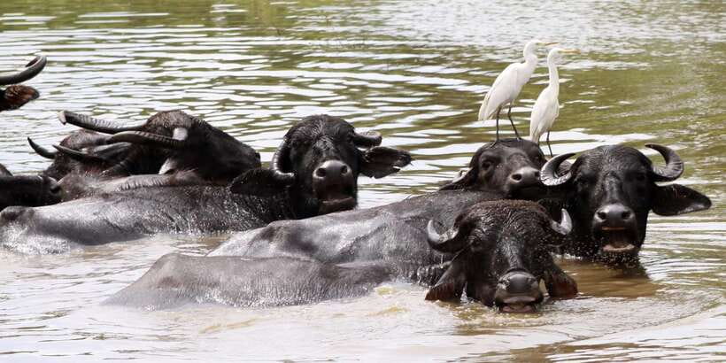 ELLA to TANGALLE/MIRISSA/GALLE Shuttle & YALA Safari - Comfort, pace, and practical drawbacks