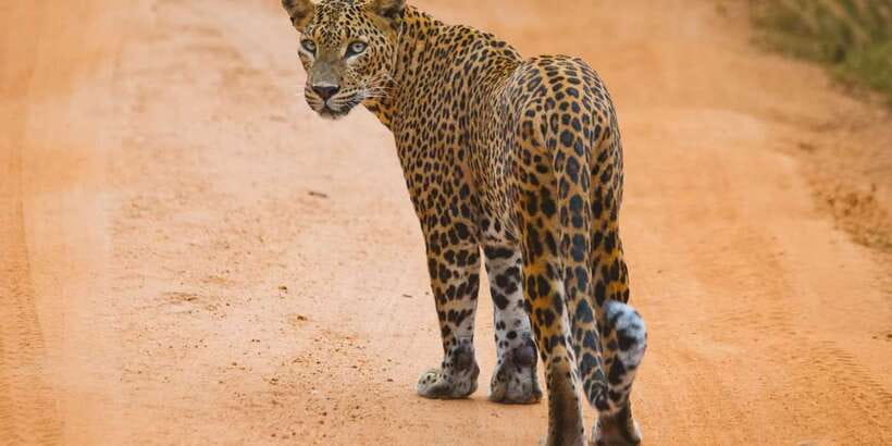 ELLA to TANGALLE/MIRISSA/GALLE Shuttle & YALA Safari - Leaving Ella for Yala National Park