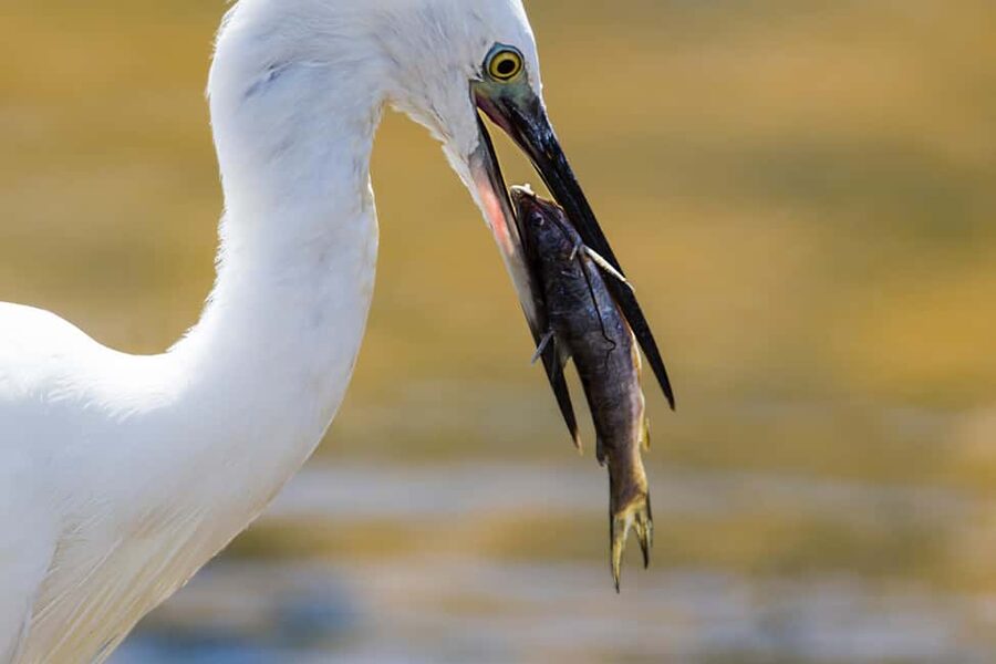 Ella: Transfer to Hikkaduwa & Yala Safari Tour - The three-hour Yala safari