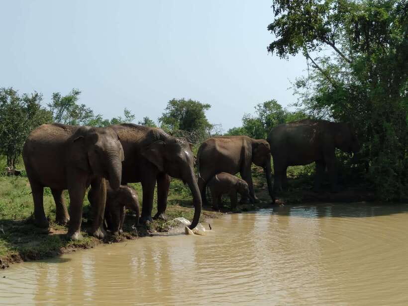 Ella: Transfer to Mirissa/Galle/Hikkaduwa & Udawalawe Safari - The Udawalawe Reservoir and the value of a slower safari