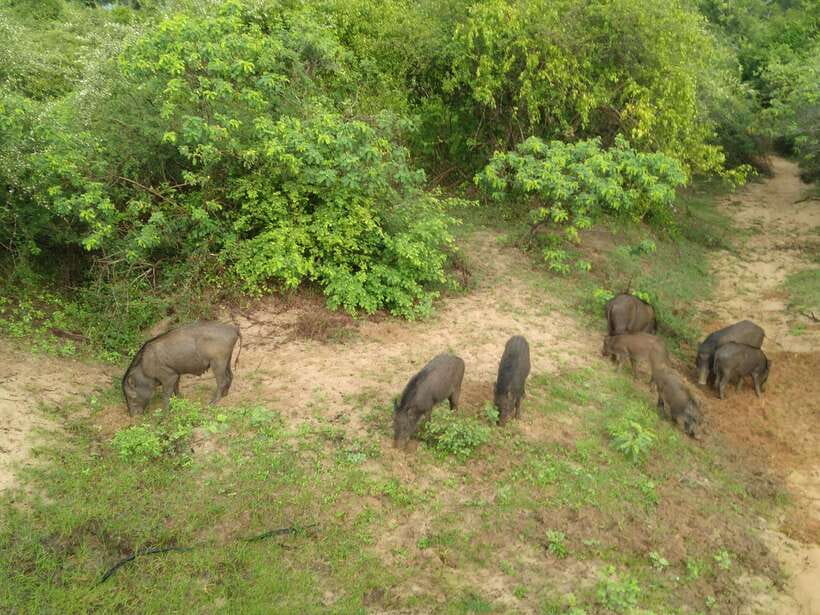 Ella: Transfer to Mirissa/Galle/Hikkaduwa & Udawalawe Safari - FAQ
