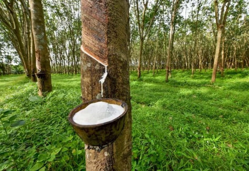 Ella: Tuk Tuk Tour to Diyaluma and Secret Waterfalls - Secret Waterfall: a quieter finish in the jungle