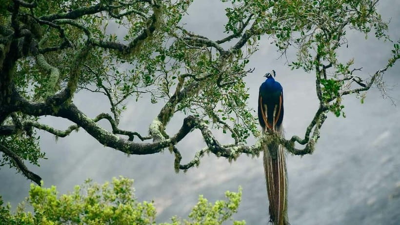 Ella - Udawalawa Safari - Drop to Mirissa/Weligama/Galle - Who will enjoy this safari transfer most