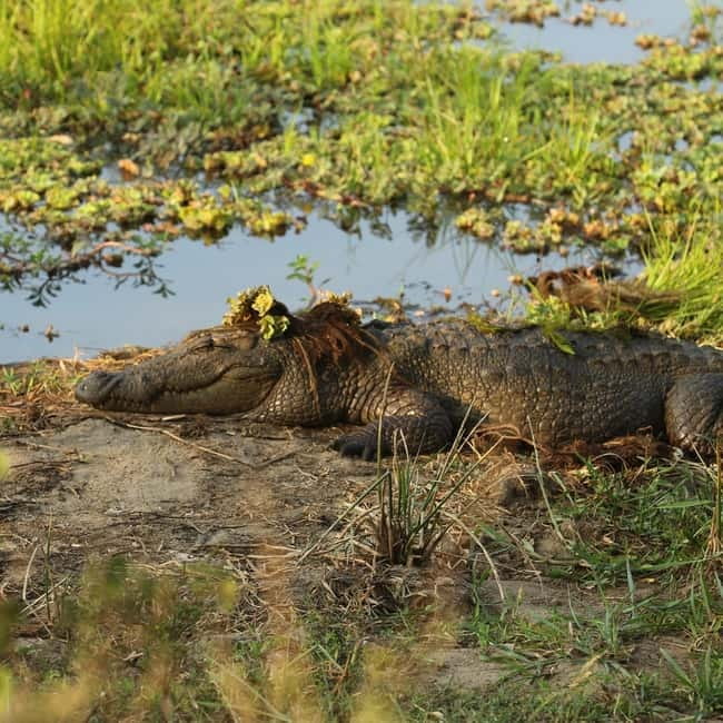 Ella: Yala Safari with Drop at Tangalle/ Hiriketiya/ Mirissa - Key points to know before booking