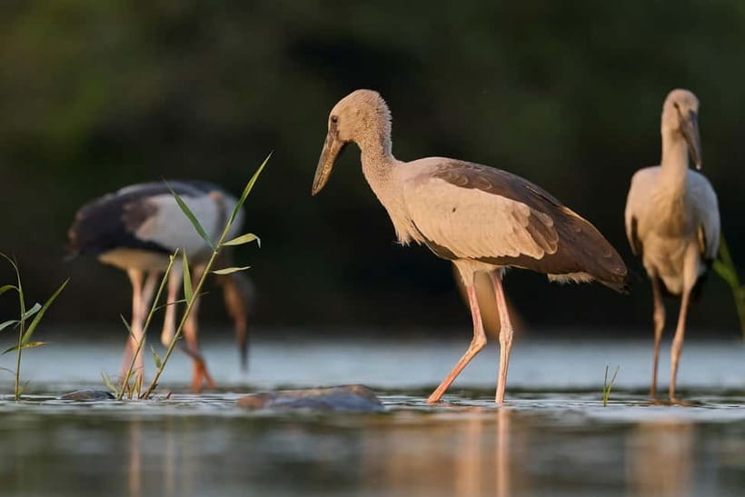 Ella: Yala Safari with Drop at Tangalle/ Hiriketiya/ Mirissa - What wildlife you might see