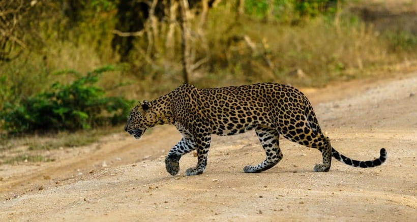 Ella: Yala Safari with Drop at Tangalle/ Hiriketiya/ Mirissa - Four hours inside Yala National Park