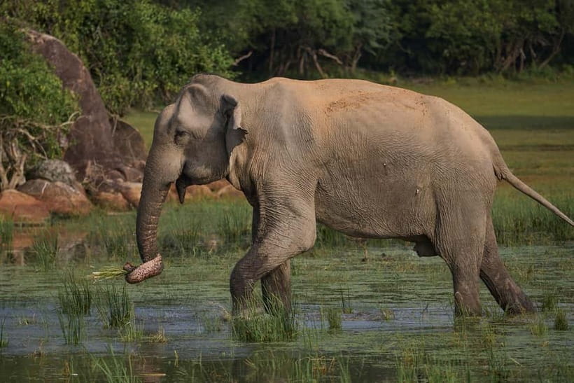 Ella: Yala Safari with Drop at Tangalle/ Hiriketiya/ Mirissa - Sunrise or afternoon safari?