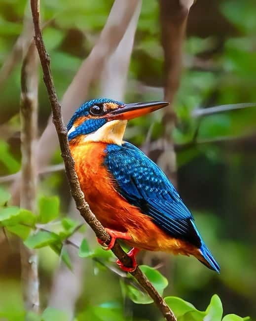 Ella: Yala Safari with Drop at Tangalle/ Hiriketiya/ Mirissa - The real price of the safari