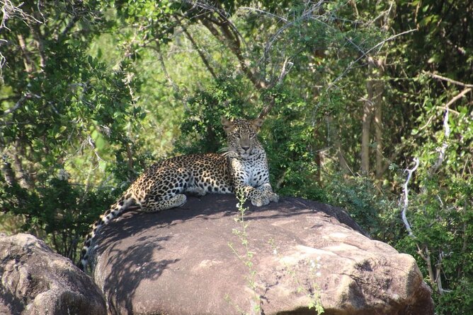 Evening Safari - Yala National Park with Janaka safari - 02.00 pm to 06.30 pm - Why an evening safari works well in Yala