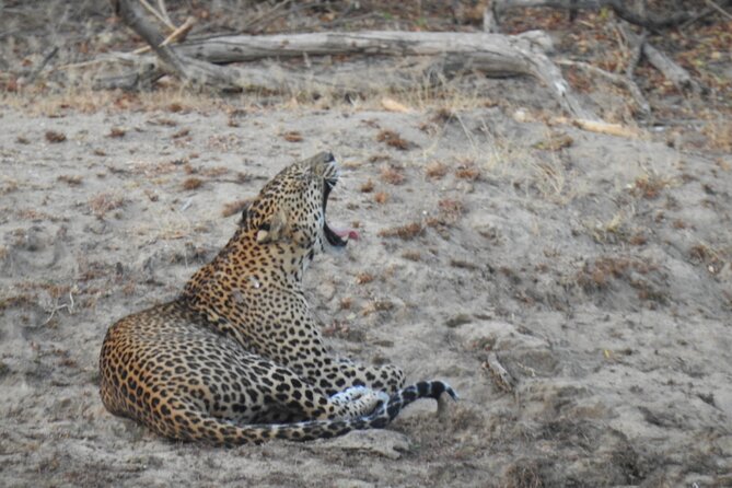 Evening Safari - Yala National Park with Janaka safari - 02.00 pm to 06.30 pm - Elephants, deer, crocodiles, and smaller creatures