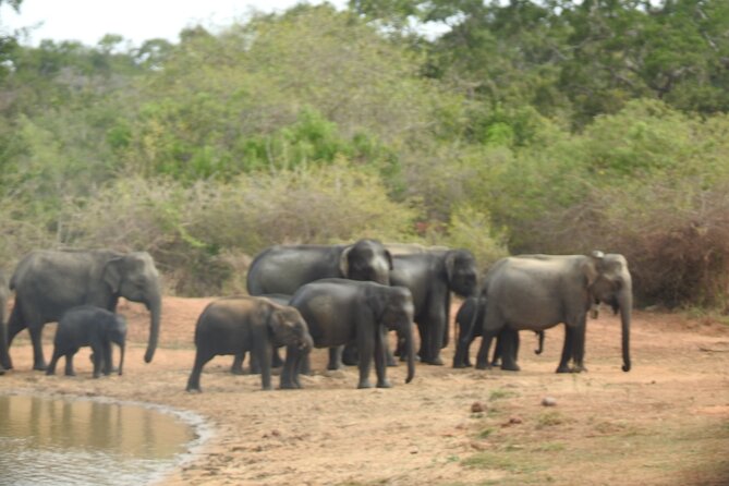 Evening Safari - Yala National Park with Janaka safari - 02.00 pm to 06.30 pm - A small jeep makes a real difference