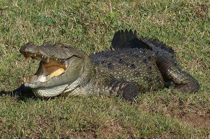 Exclusive: Full Day Leopard Safari at Yala National Park - Why the private format matters