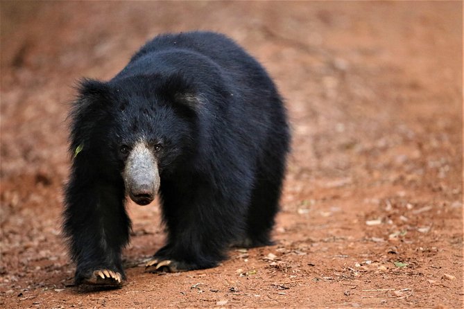 Exclusive: Full Day Leopard Safari at Yala National Park - The afternoon and evening wildlife search