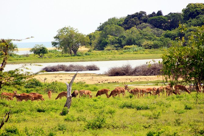 Exclusive: Full Day Leopard Safari at Yala National Park - What you might see during the game drive