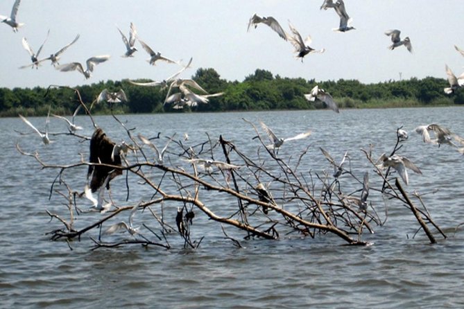 Exclusive: Muthurajawela Bird Watching Tour with Transfers - What you may see on the water