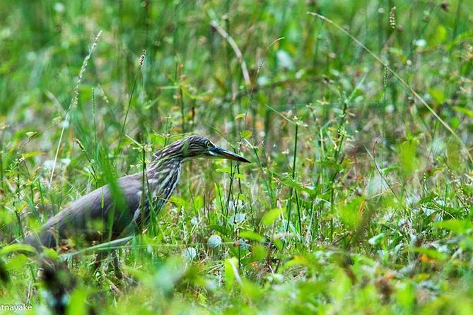 Exclusive: Muthurajawela Bird Watching Tour with Transfers - Timing, comfort and the hard-seat warning