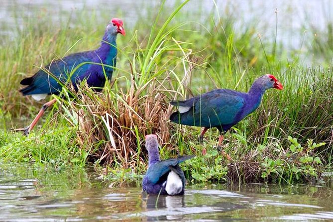 Exclusive: Muthurajawela Bird Watching Tour with Transfers - Is $35 good value?