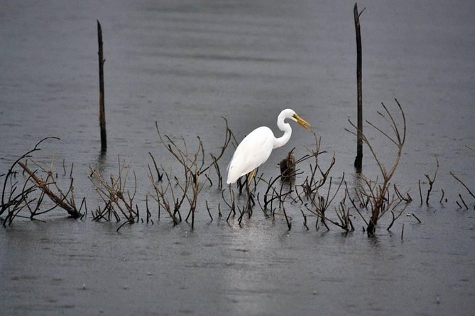 Exclusive: Muthurajawela Bird Watching Tour with Transfers - Arriving at the Muthurajawela wetland