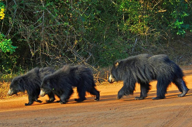 Exclusive : Overnight Leopard Safari with Luxury Glamping - Arrival at Leopard Nest around 1 pm