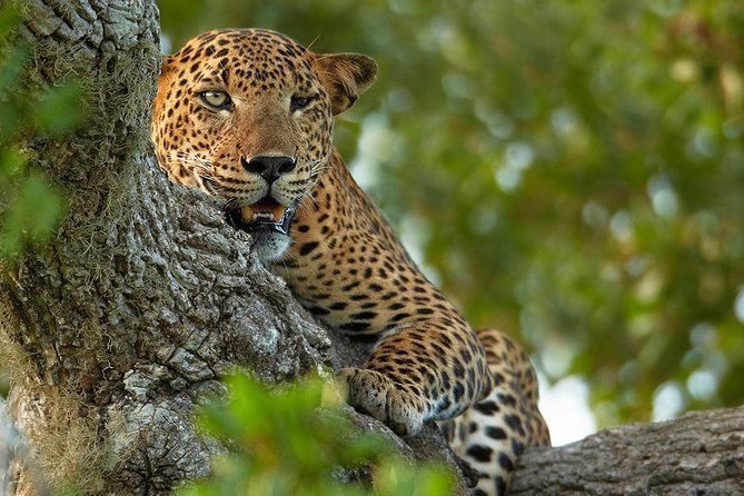 Exclusive : Overnight Leopard Safari with Luxury Glamping - The 2:30 pm afternoon game drive