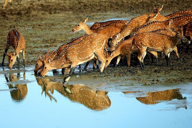 Exclusive : Overnight Leopard Safari with Luxury Glamping - Dinner under the stars at 9 pm
