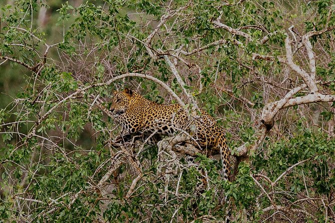 Exclusive : Overnight Leopard Safari with Luxury Glamping - The 5 am start and Ceylon tea