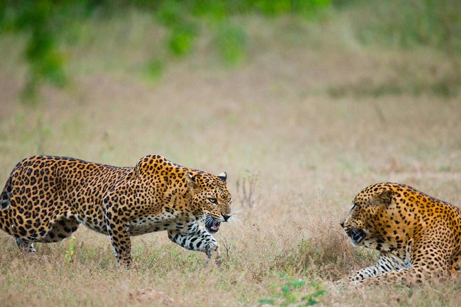 Exclusive : Overnight Leopard Safari with Luxury Glamping - The 7:30 am pickup from Colombo