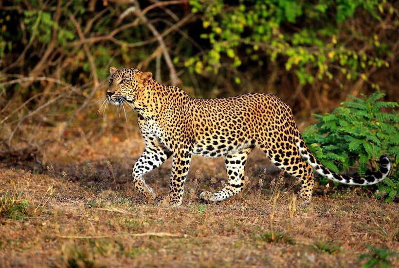 Exclusive: Private Yala Safari & Village Tour with Lunch - Why the 4:00 AM departure is worth considering