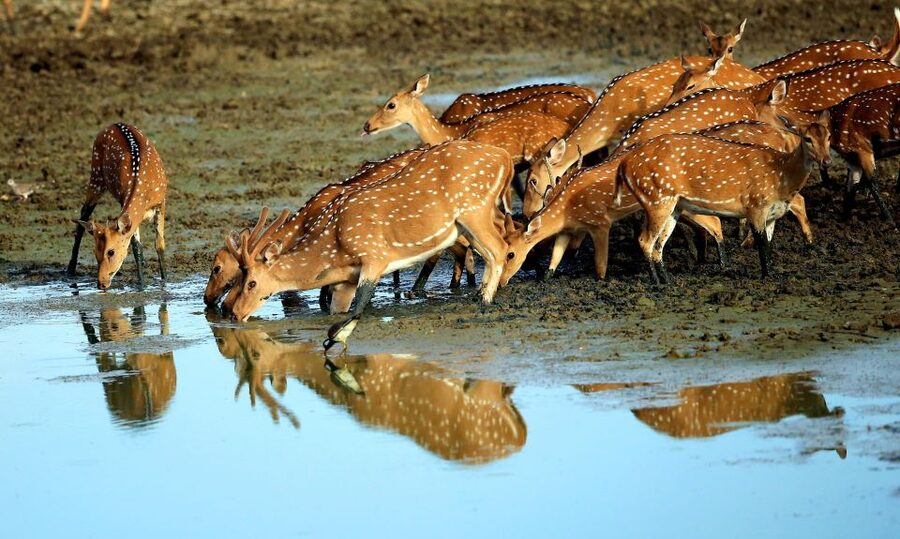 Exclusive: Private Yala Safari & Village Tour with Lunch - The village-house lunch and four-course break