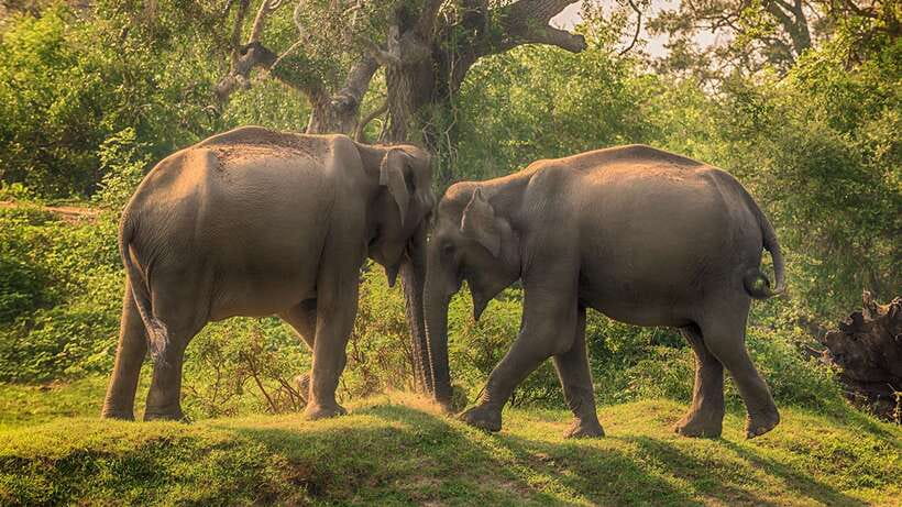 Exclusive: Private Yala Safari & Village Tour with Lunch - Scenic lake views and the change of pace