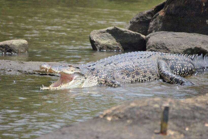 Explore Bentota River:Safari Tour with Hotel Pickup&Drop-off - Who should skip this river cruise